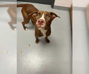 Rhodesian Ridgeback-Unknown Mix Dogs for adoption in St. Cloud, FL, USA