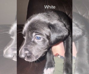 Borador Puppy for sale in MADRID, IA, USA