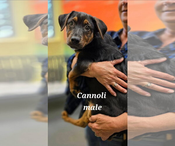 Medium Photo #1 German Shepherd Dog-Unknown Mix Puppy For Sale in Chester, VA, USA
