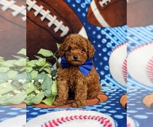 Cavapoo Puppy for sale in QUARRYVILLE, PA, USA