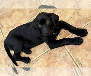 Labrador Retriever-Unknown Mix Dogs for adoption in Royal Palm Beach, FL, USA