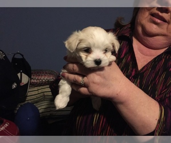 Medium Photo #54 Maltese Puppy For Sale in BRKN ARW, OK, USA