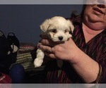 Small Photo #54 Maltese Puppy For Sale in BRKN ARW, OK, USA