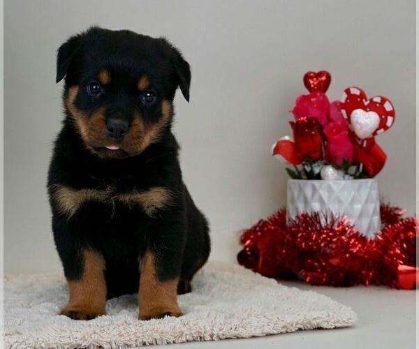 Medium Photo #2 Rottweiler Puppy For Sale in NAPPANEE, IN, USA