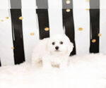 Small Photo #4 Bichon Frise Puppy For Sale in WARSAW, IN, USA