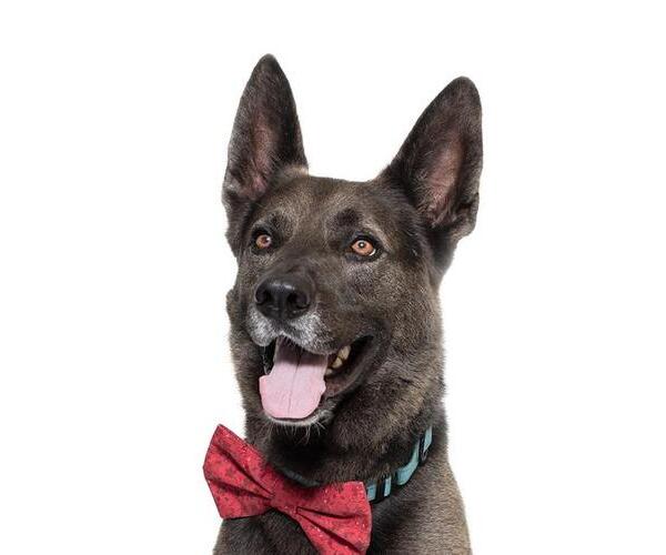 Medium Photo #2 German Shepherd Dog-Unknown Mix Puppy For Sale in Santa Maria, CA, USA