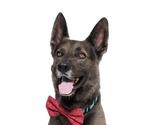 Small #1 German Shepherd Dog Mix