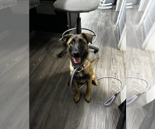 Medium Photo #3 Mutt Puppy For Sale in Imlay City, MI, USA