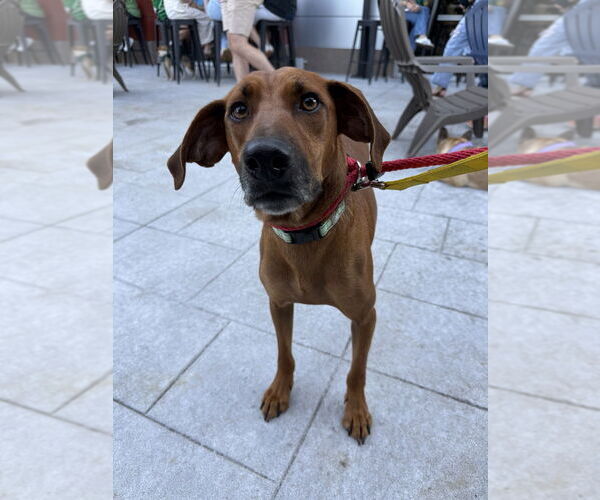 Medium Photo #12 Mountain Cur-Unknown Mix Puppy For Sale in Boston, MA, USA