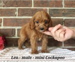 Small #1 Cockapoo (Miniature)