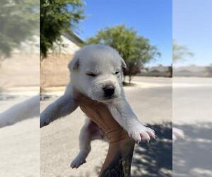 - Mix Dogs for adoption in Bakersfield, CA, USA