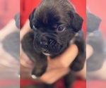 Small #2 Boxer