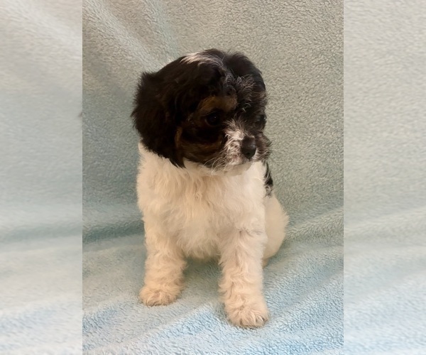 Medium Photo #6 Cavapoo (Miniature) Puppy For Sale in FAIR HAVEN, MI, USA