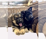 Small Photo #11 German Shepherd Dog Puppy For Sale in BRIGHTON, CO, USA