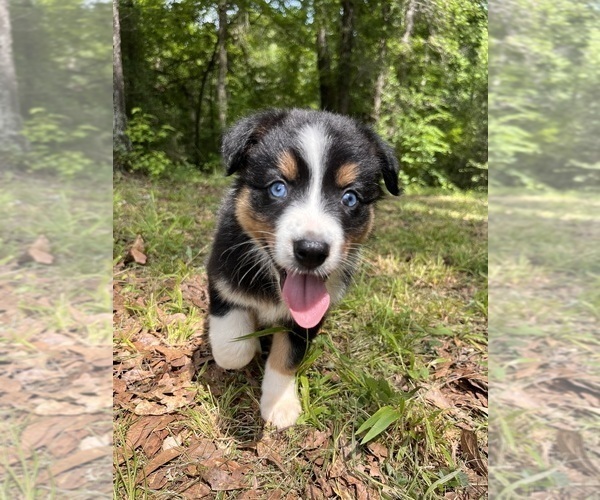 Medium Photo #1 Australian Shepherd Puppy For Sale in ELBERTON, GA, USA