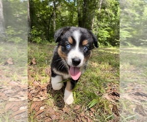 Australian Shepherd Puppy for sale in ELBERTON, GA, USA