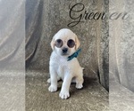 Small Photo #24 Labrador Retriever Puppy For Sale in MURRIETA, CA, USA