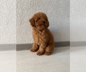 Poodle (Toy) Puppy for sale in Drohobych, Lviv, Ukraine