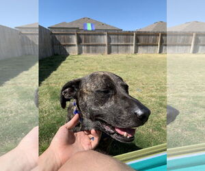 Mutt Dogs for adoption in Denton, TX, USA