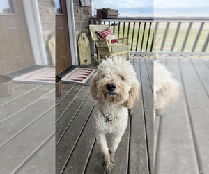 Saint Berdoodle Puppy for sale in CAMP DOUGLAS, WI, USA