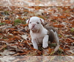 Small Photo #5 Olde English Bulldogge Puppy For Sale in LANCASTER, SC, USA