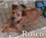 Small #3 Cairn Terrier Mix
