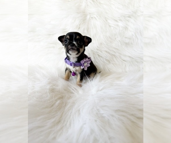 Medium Photo #3 Chihuahua Puppy For Sale in SACRAMENTO, CA, USA