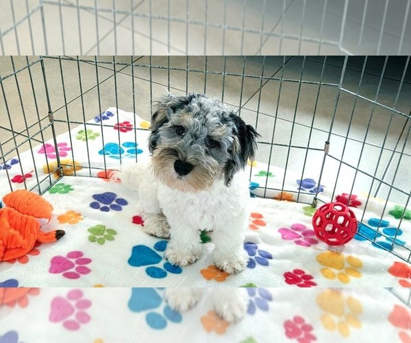 Medium Photo #8 Havapoo Puppy For Sale in ORO VALLEY, AZ, USA