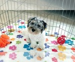 Hunter - Male Havapoo Puppy for Sale - Photo #8