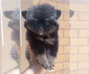 Pomeranian Puppy for sale in CHULA VISTA, CA, USA