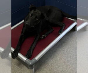 Labrador Retriever-Unknown Mix Dogs for adoption in Sterling, MA, USA
