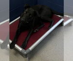 Small Labrador Retriever Mix