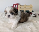 Small Photo #58 Shih Tzu Puppy For Sale in GOSHEN, IN, USA