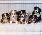 Small #4 Miniature Australian Shepherd