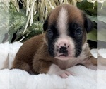 Small #8 Boxer