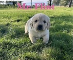 Puppy Flint English Cream Golden Retriever