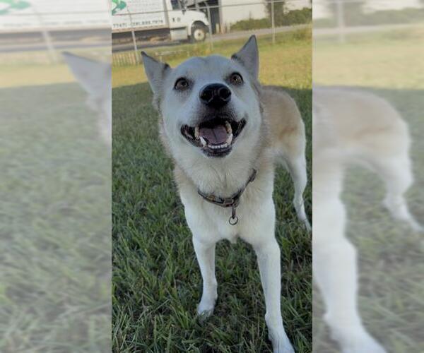 Medium Photo #2 Siberian Husky-Unknown Mix Puppy For Sale in Rosenberg, TX, USA