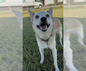 BEAR - Male Siberian Husky-Unknown Mix Dog for Adoption - Photo #2