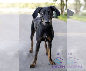 Catahoula Leopard Dog-Doberman Pinscher Mix Dogs for adoption in Omaha, NE, USA