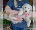 Small #4 Australian Shepherd Mix