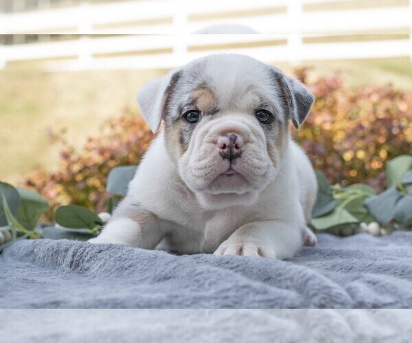 Medium Photo #2 Beabull Puppy For Sale in MILLERSBURG, OH, USA