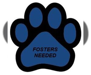 FOSTERS NEEDED!! - Female Labrador Retriever-Unknown Mix Dog for Adoption - Photo #3