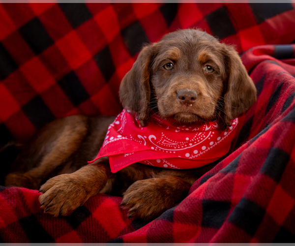 Medium Photo #4 Labradoodle Puppy For Sale in DEEPWATER, MO, USA
