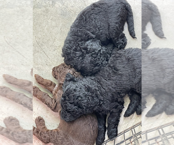 Medium Photo #6 Aussiedoodle Puppy For Sale in DANVILLE, IN, USA