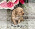 Puppy Miss Silver Golden Retriever
