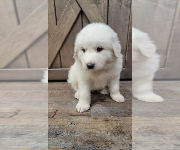 Medium Photo #6 Great Pyrenees Puppy For Sale in SHADE GAP, PA, USA