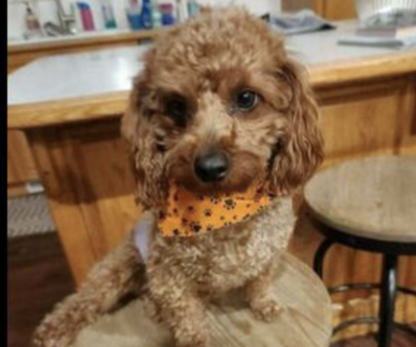 Medium Photo #1 Goldendoodle (Miniature) Puppy For Sale in SPRINGVILLE, UT, USA