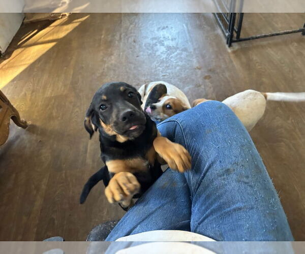 Medium Photo #9 Boxer-Unknown Mix Puppy For Sale in Mooresville, NC, USA