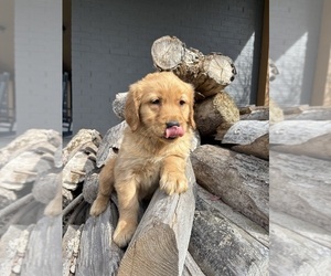 Golden Retriever Puppy for sale in INDIANAPOLIS, IN, USA