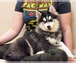 Small Photo #7 Pomsky Puppy For Sale in SEBRING, FL, USA